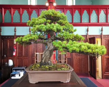 LF25 - Bonsai 2